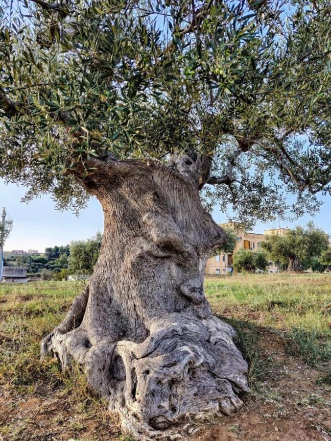 Dimora D'Errico - Monolocale Nel Centro Storico Leilighet Carovigno Eksteriør bilde